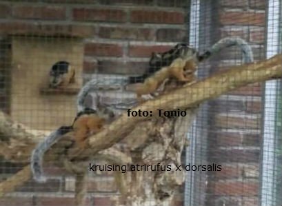 kruisingatrixdors