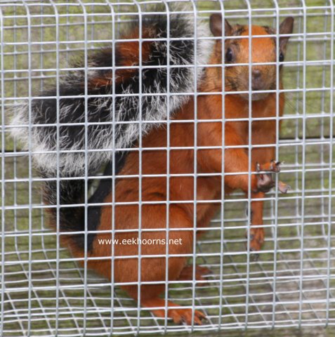 atrirufus rechtop