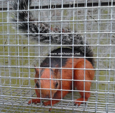 atrirufus