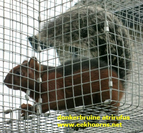 atrirufus donker bruin