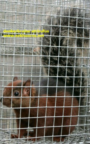 donkerbruine atrirufus
