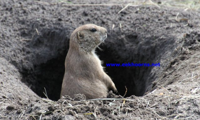 prairie3