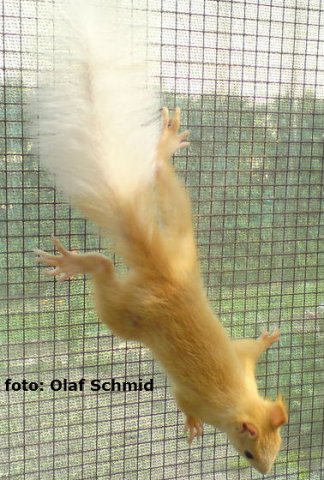 schmid4