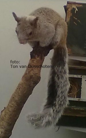 witnek eekhoorn