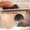 birmafrans1