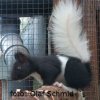 schmid6