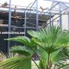 voliere zomer palm