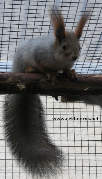 IMG_6976sib3txt.jpg