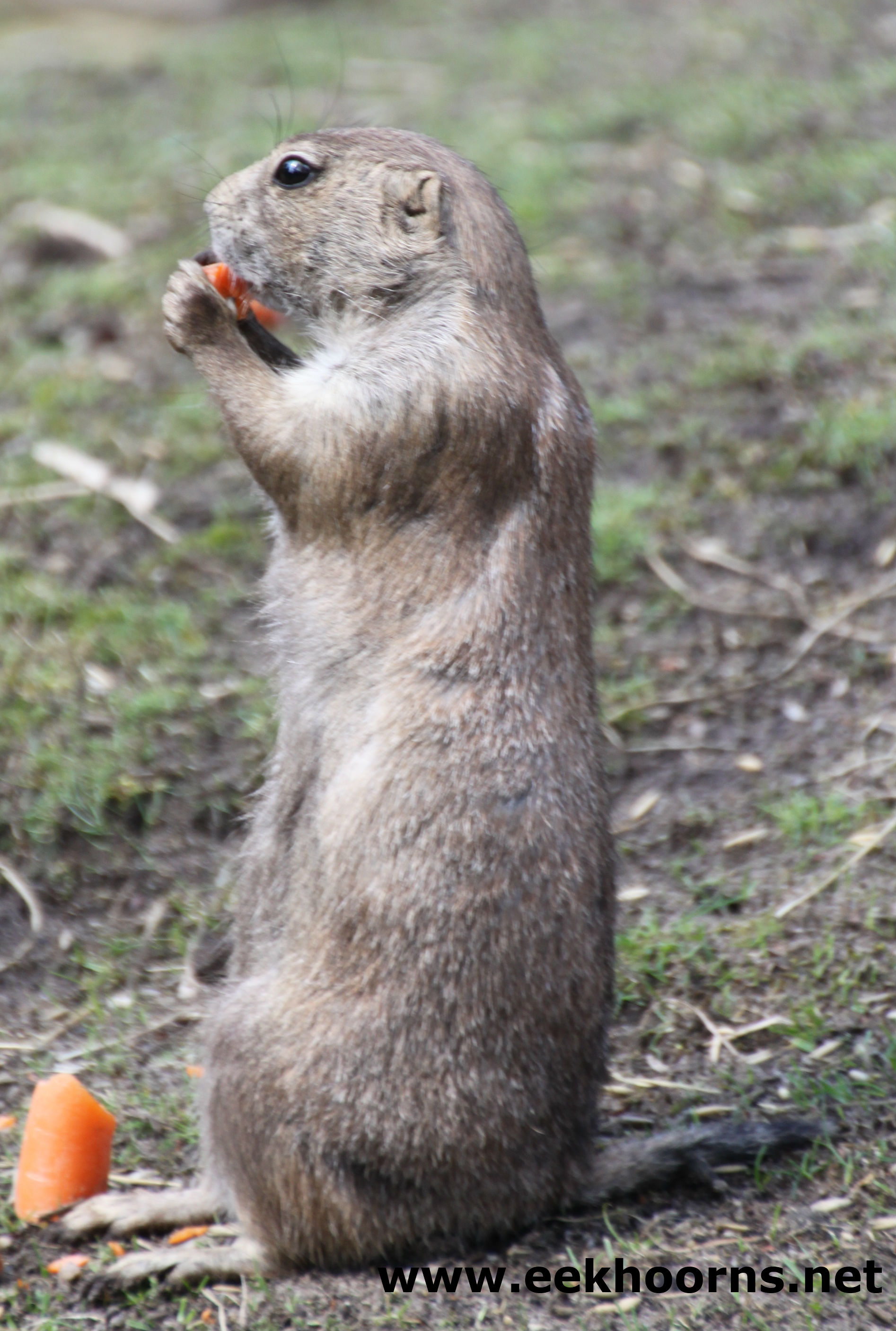 prairiehond4bew.jpg